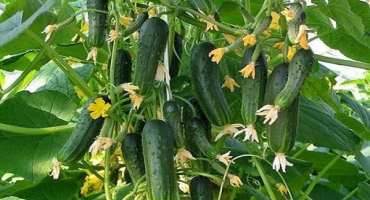 Popis rozmanitosti okurek, které každý může závidět, zejména pěstování a péči